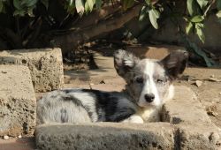 Cielo Blu Cobalto