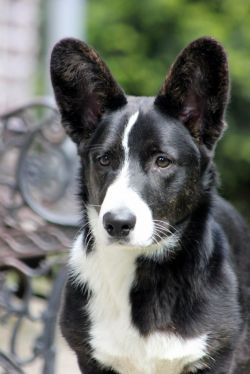 Guinever's Joy Iorwerth