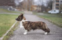 Corgi na Volge Sherkhan