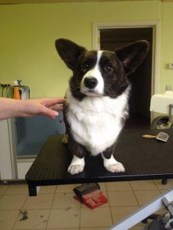 Cai de Tichelaar Corgi's