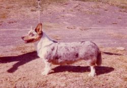 Caenwen Blue Barbie