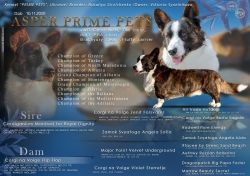 Asper Prime Pets