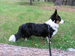All Trade Fernbriar Xciting Bad Boy