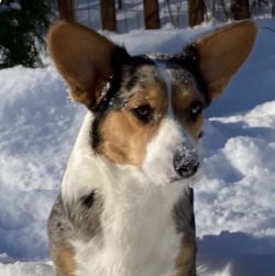 Adorables d'Amélie Drancy