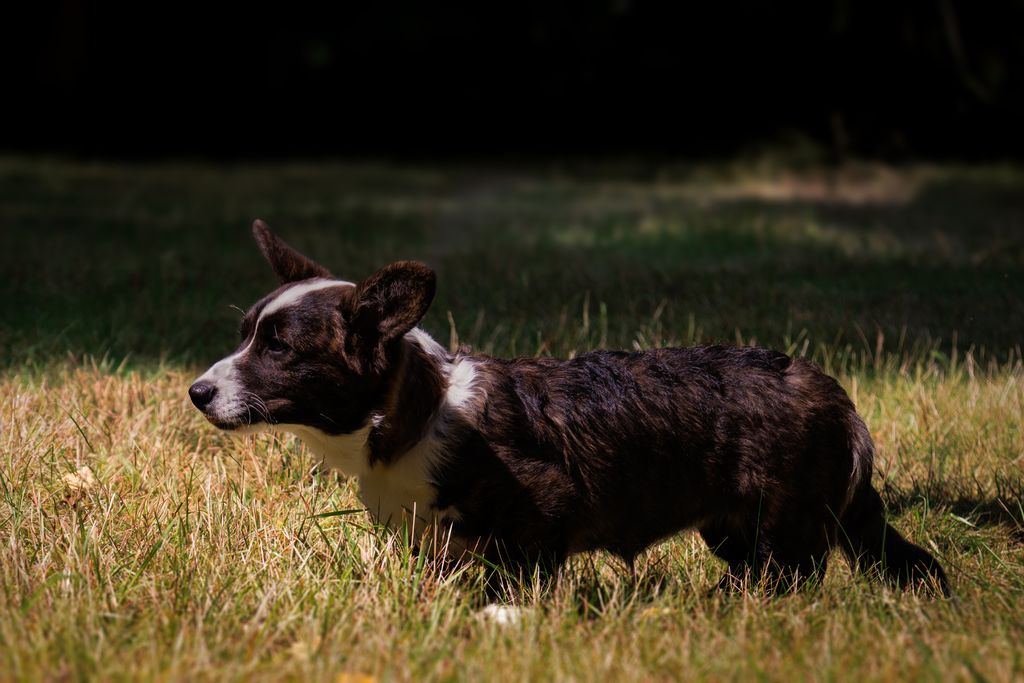 Courtly Brindle Lady Gwenn