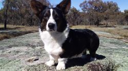 Giandarra Ewe Bowl Me Over