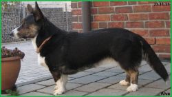 Alva aus dem Feenring