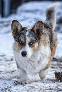 Apriori VIP Big Boss