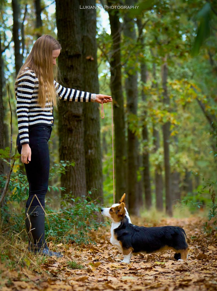 Disco for DOG FM Totem Alexver