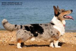 Aethwy Dignified