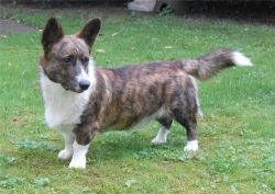 Bossyboots Aubrey's jun. Artus