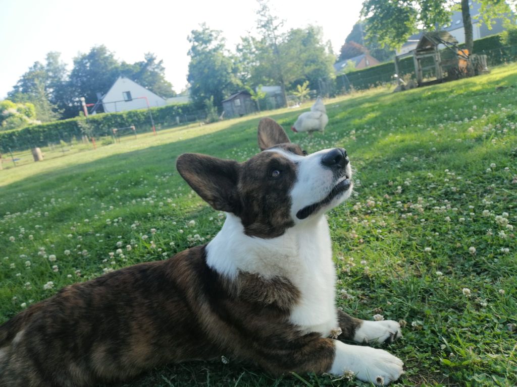 Very Important Puppy Mr Swa Du Nanédis