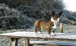 Courtly Brindle Lady Wyca