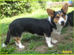Amira aus dem Feenring