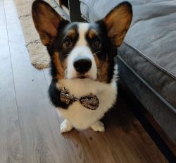 Armoured Arthus from CardiVille