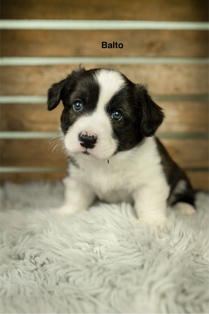 Balto von den rauen Wiesen
