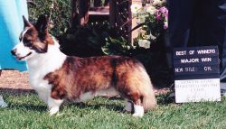 Allegro Gambler's Charm