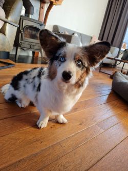 Adorable Aeronwen from CardiVille
