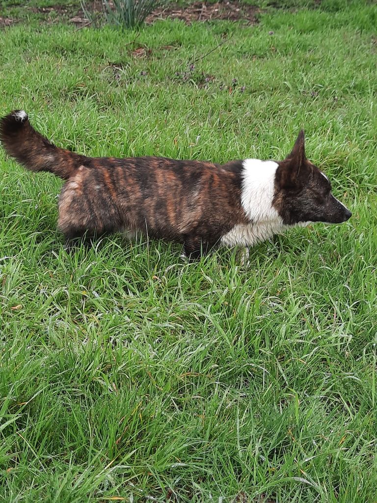 Academia Canis LAVENSELOT