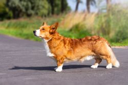Ch. Courtly Sable Lord Maxwell