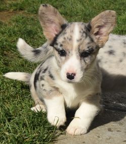 Mystical Star Duchess Dior