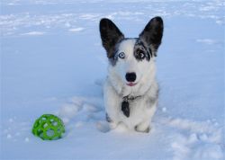 Coedwig's Seaforth Little Jackie