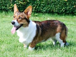 Alian Barbe Torte Shining Sirius