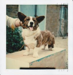 Bekonpenn Figaro