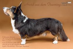 Arvid aus dem Feenring
