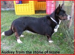Audrey from the Stone of Scone