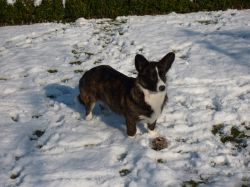 Brittney de Tichelaar Corgi's