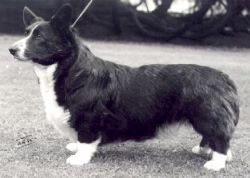Baileswood Lleucu