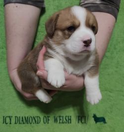 Charles Icy Diamond of Welsh