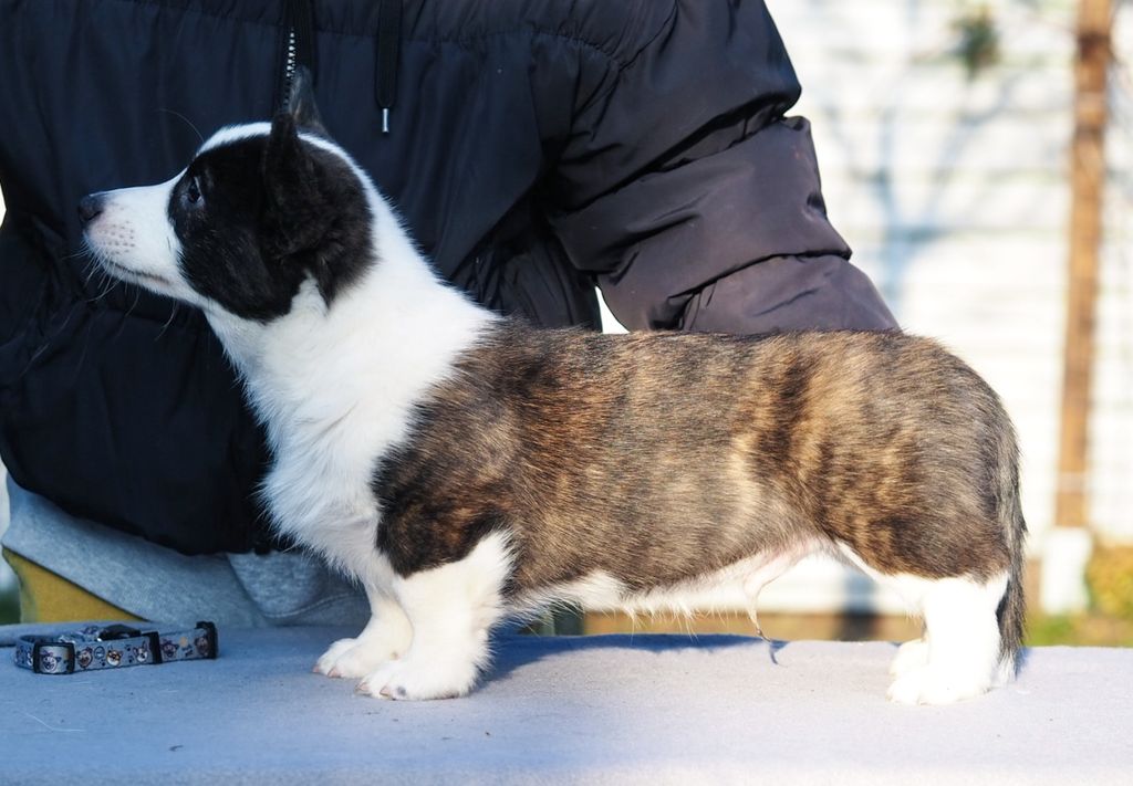 Becorginal CHARMING APOLLO