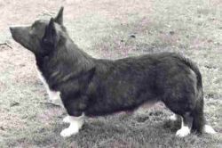 Baileswood Steffan