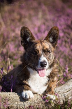 Beijnon de Tichelaar Corgi's