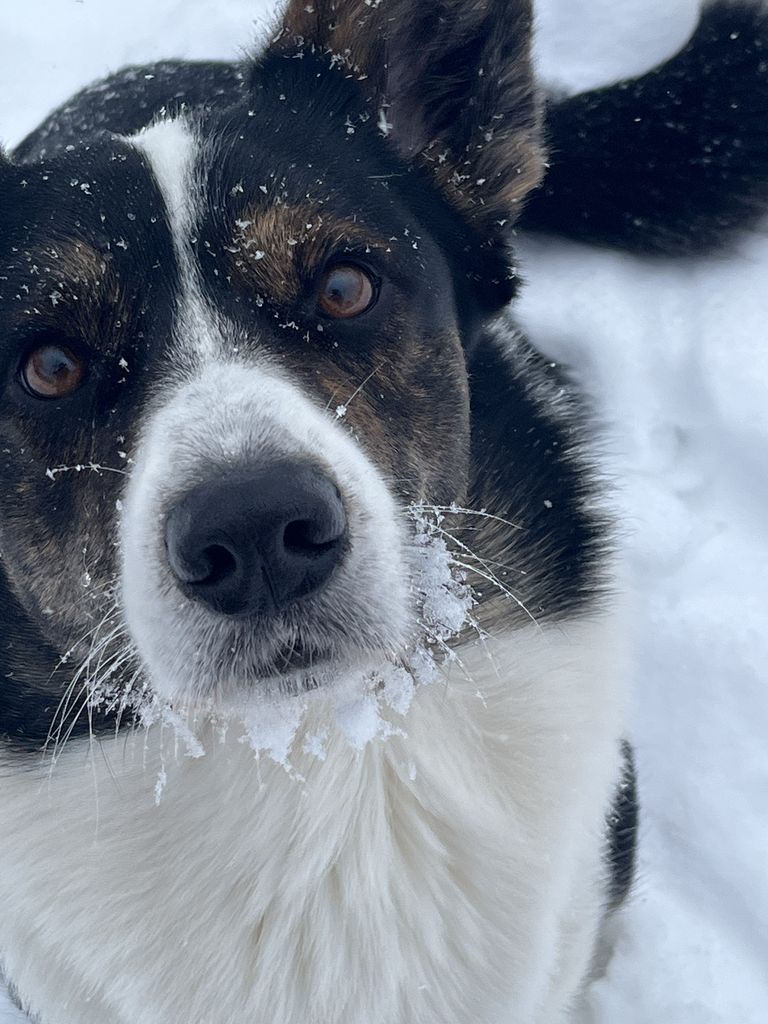 Sting DOG FM