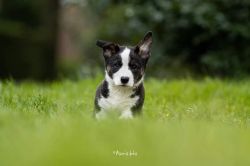 Bashful Brenton from CardiVille