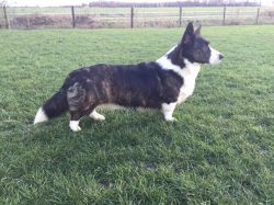 Courtly Brindle Lady Qyra