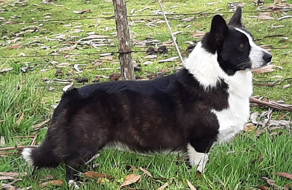 Blondie's Xolo