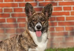 Courtly's Brindle Lady Elsbeth
