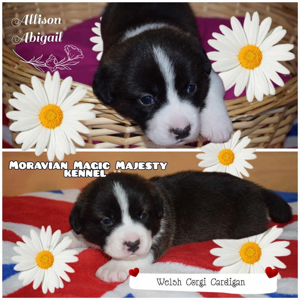 ALLISON ABIGAIL Moravian Magic Majesty