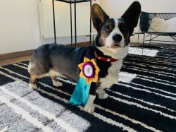 Brigitte Bardot Emily Bohemia