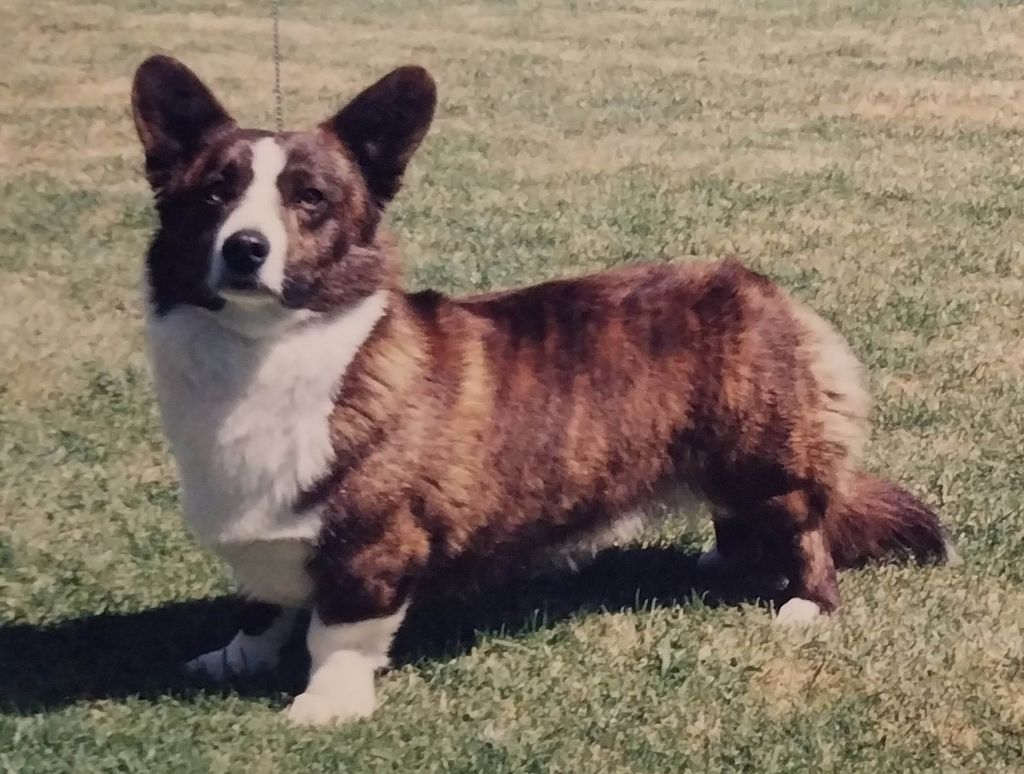 Cambrian Bobby Dazzler