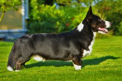 Balsau Corgi's Asterix